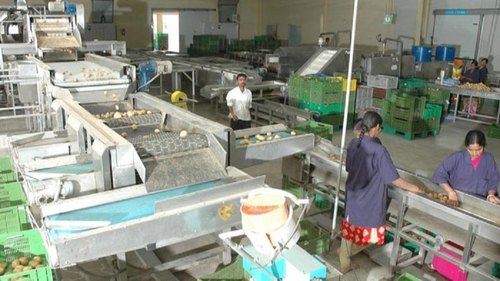 Stainless Steel Vegetable Processing Plant