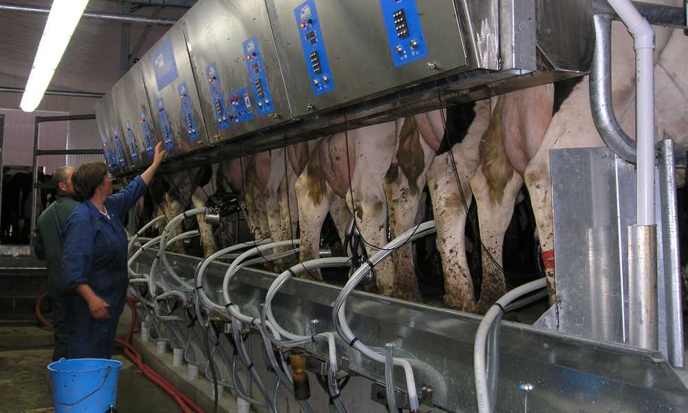 Milking parlor
