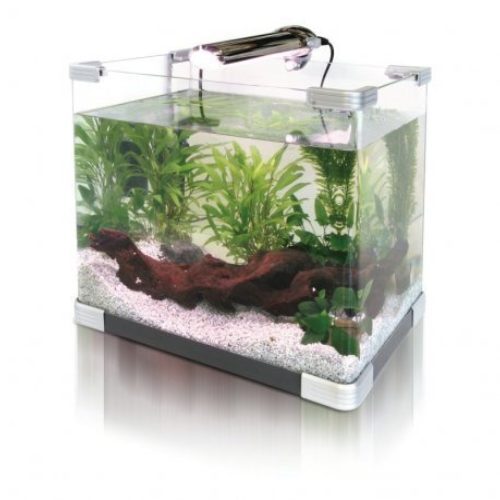 Small Fish Aquarium