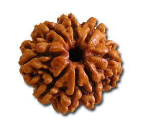 Eight Mukhi Rudraksha