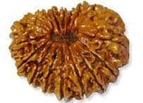 Eighteen Mukhi Rudraksha