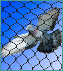 Pigeon Protection Nets