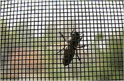 Designer Insect Screens