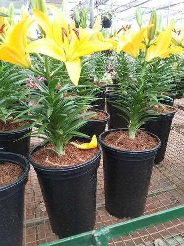 GARDEN PLANT AND MANURE