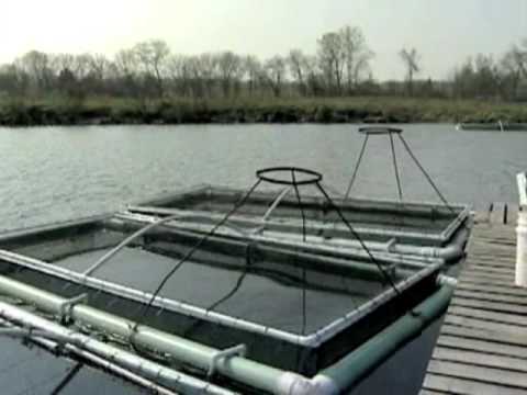 Fish Cage System